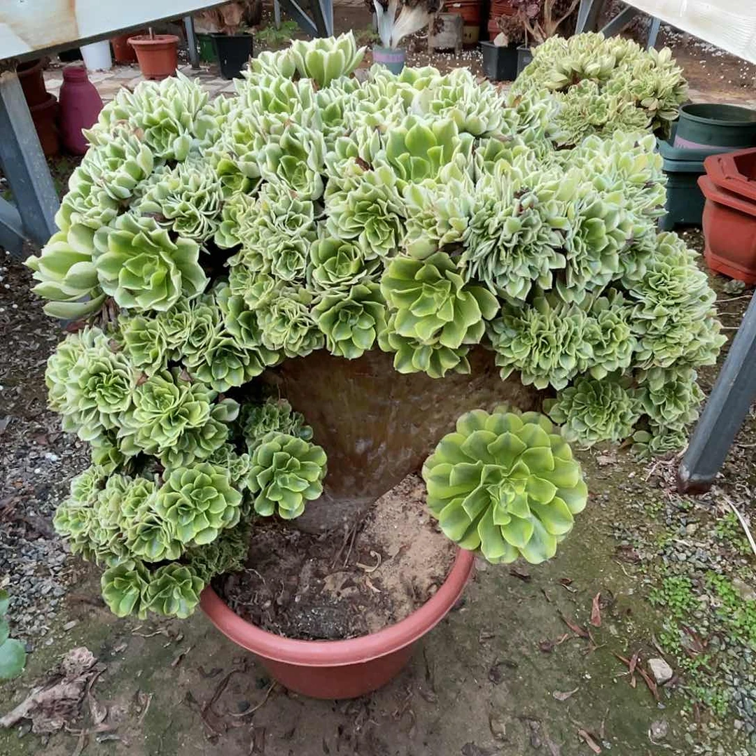 【闪购商品】无花朵绿豆沙