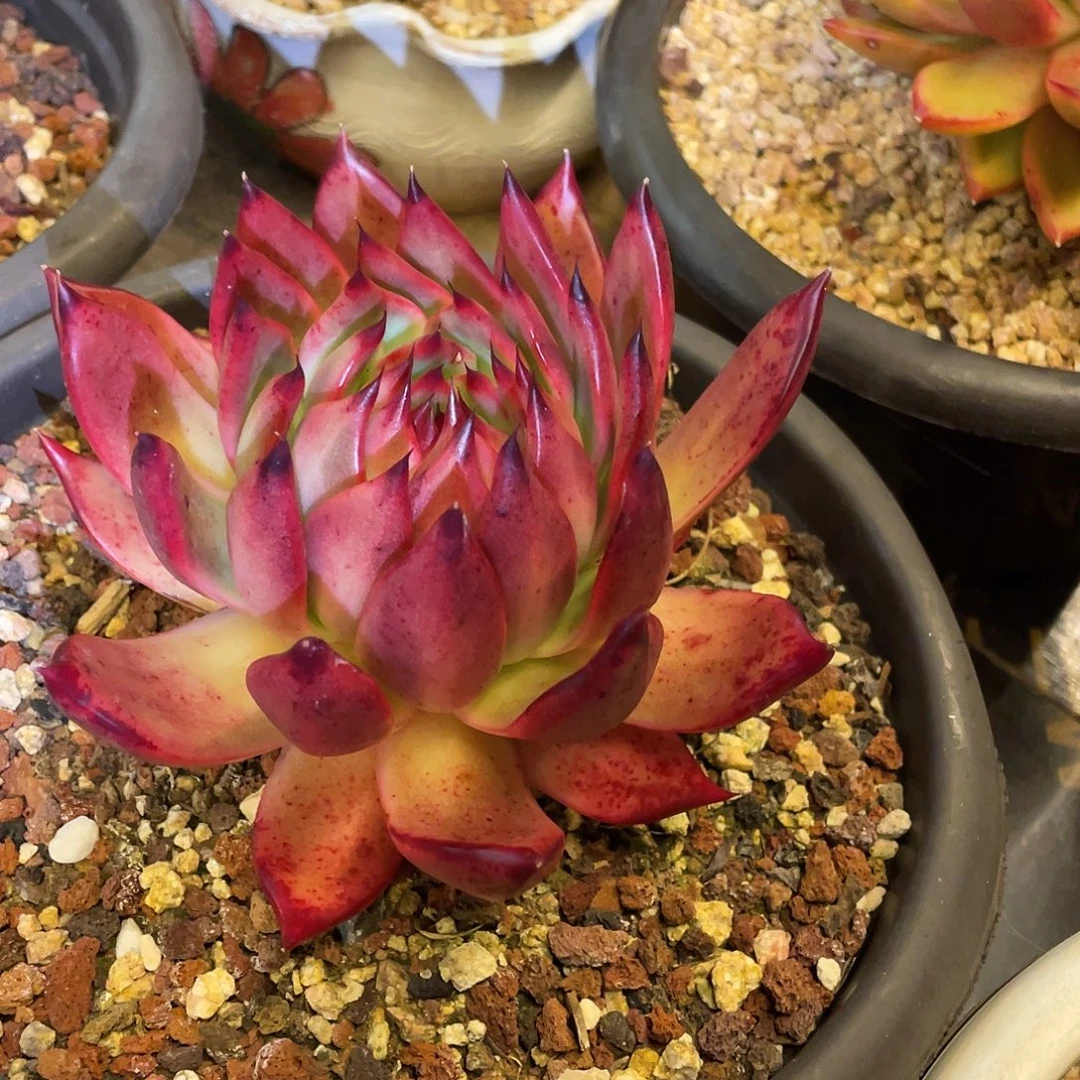 多肉植物一物一拍