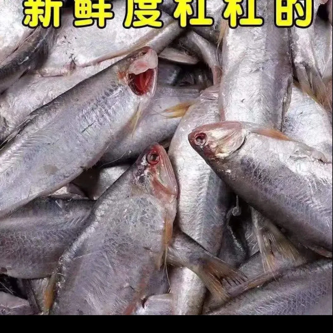 w山东日照油扣鱼黄鲫鱼大小统货轻微破肚（刺多适合油炸介意勿拍）