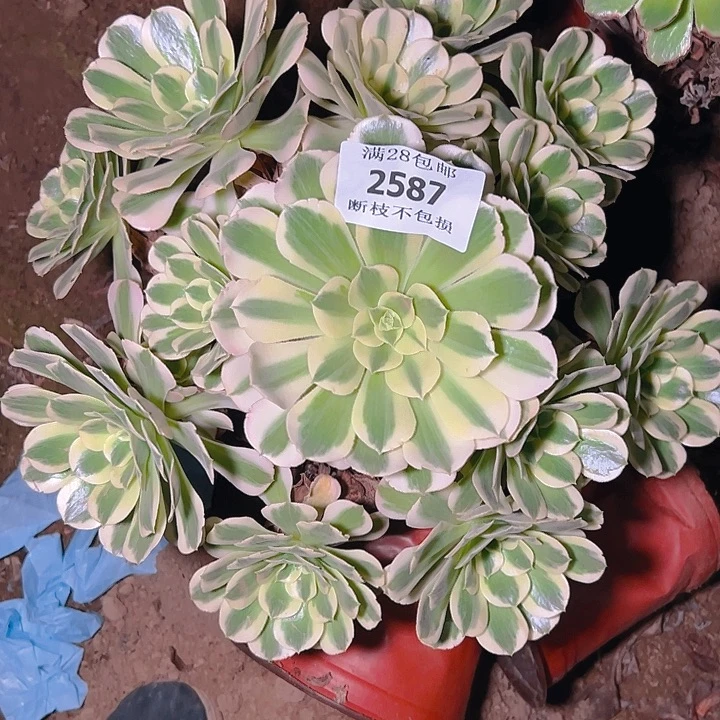 2587白凤多肉植物保护