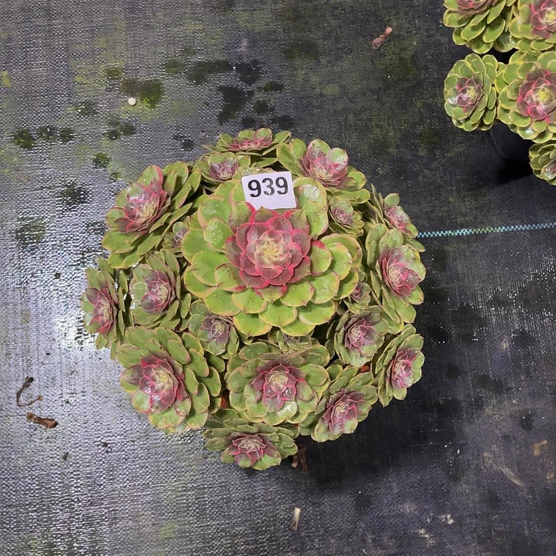 多肉粉花妖00000939