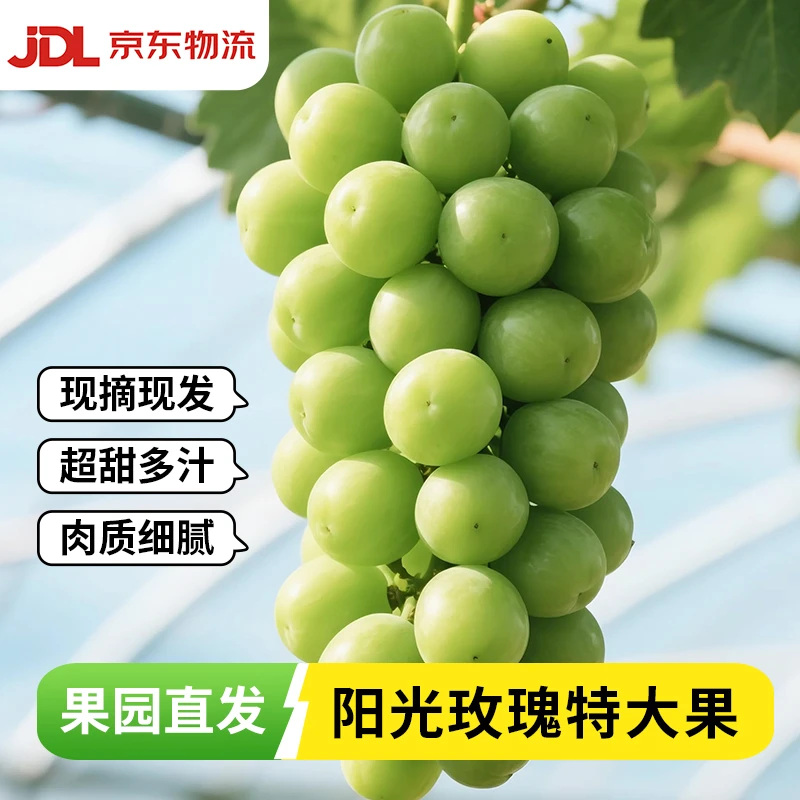 【京东】阳光玫瑰葡萄特大果当季新鲜现摘现发颗粒饱满5.5-6斤