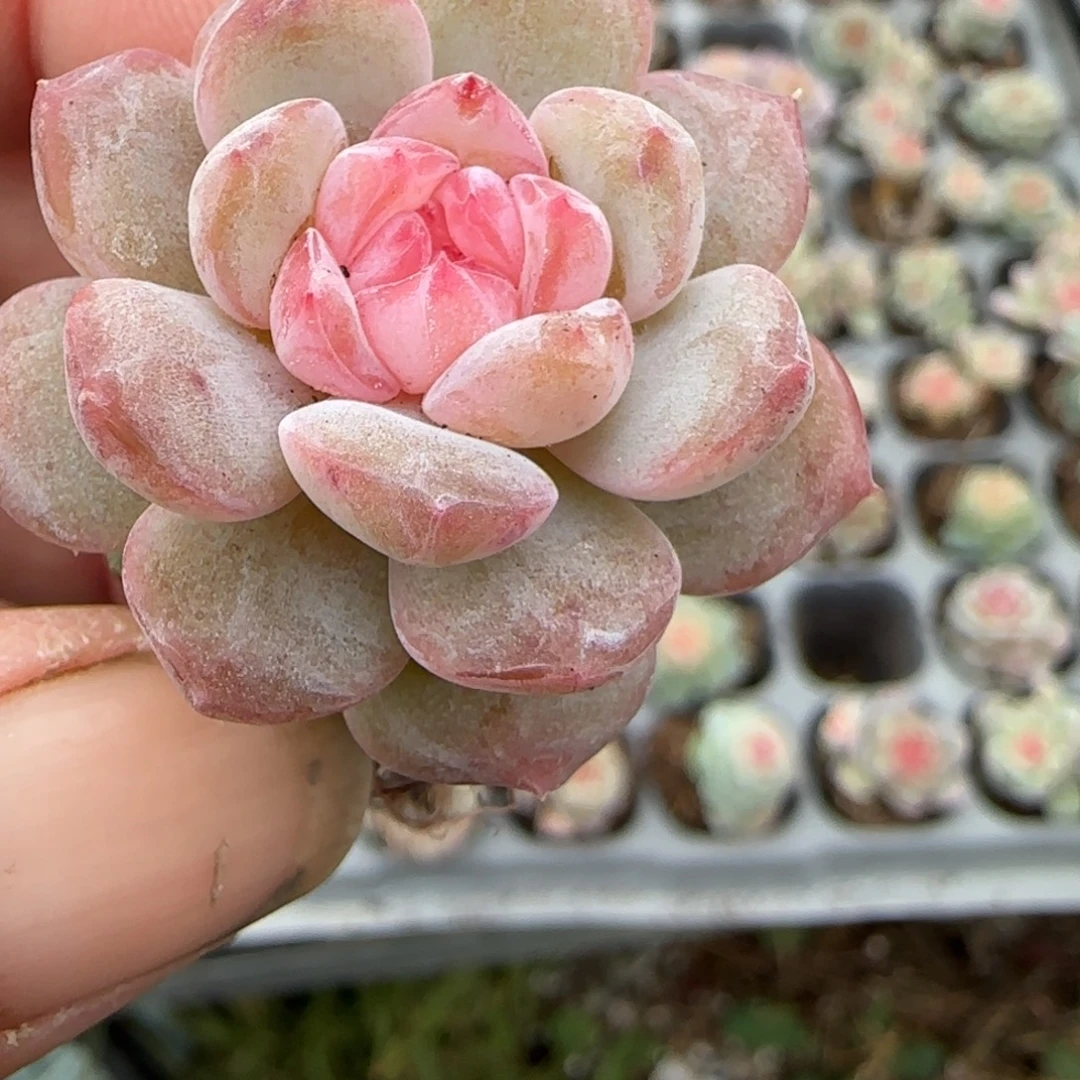 多肉小卡拉米糖心一物一拍