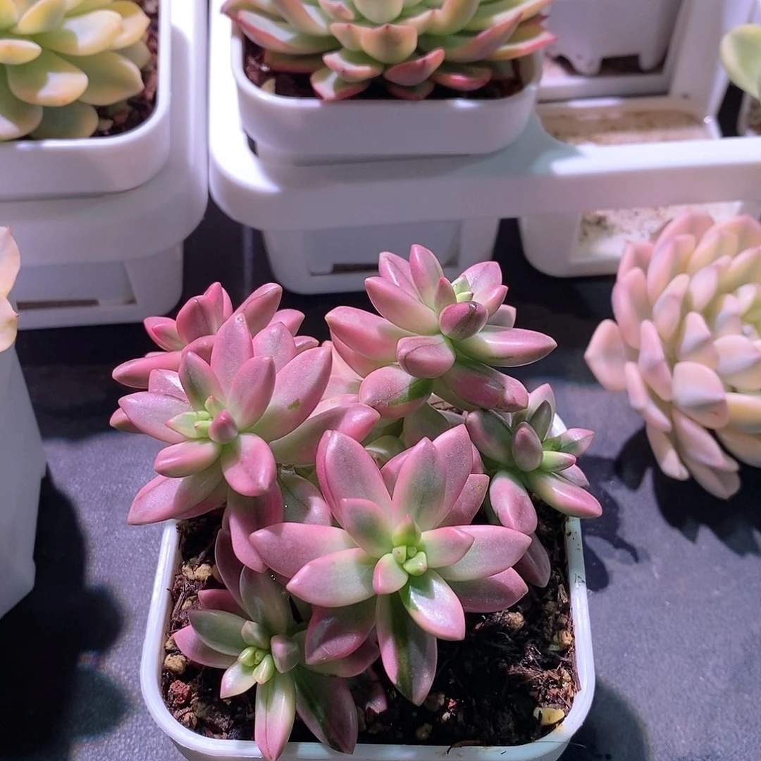 姬红美人锦多肉植物