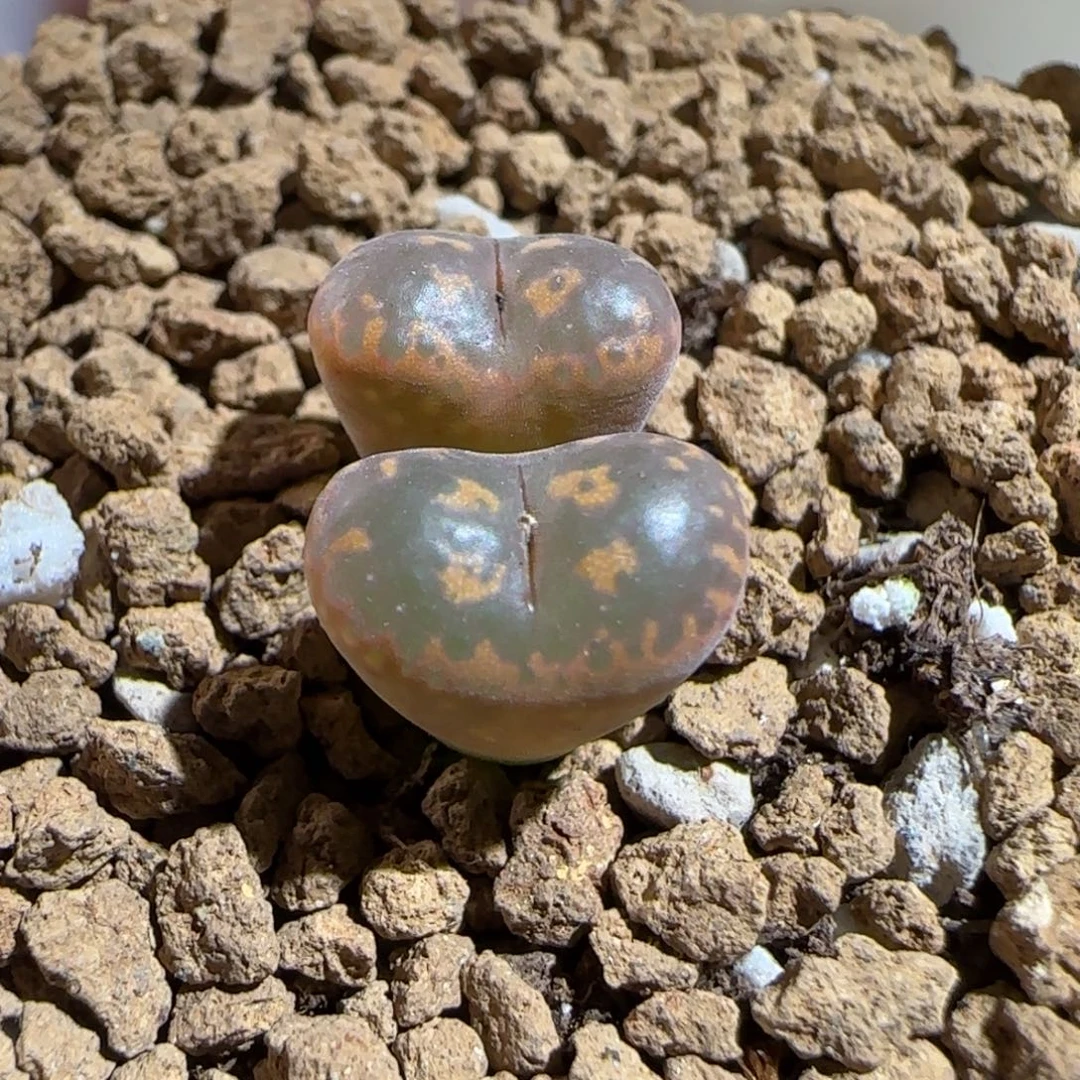 肉锥多肉植物组合-爱心勋章784