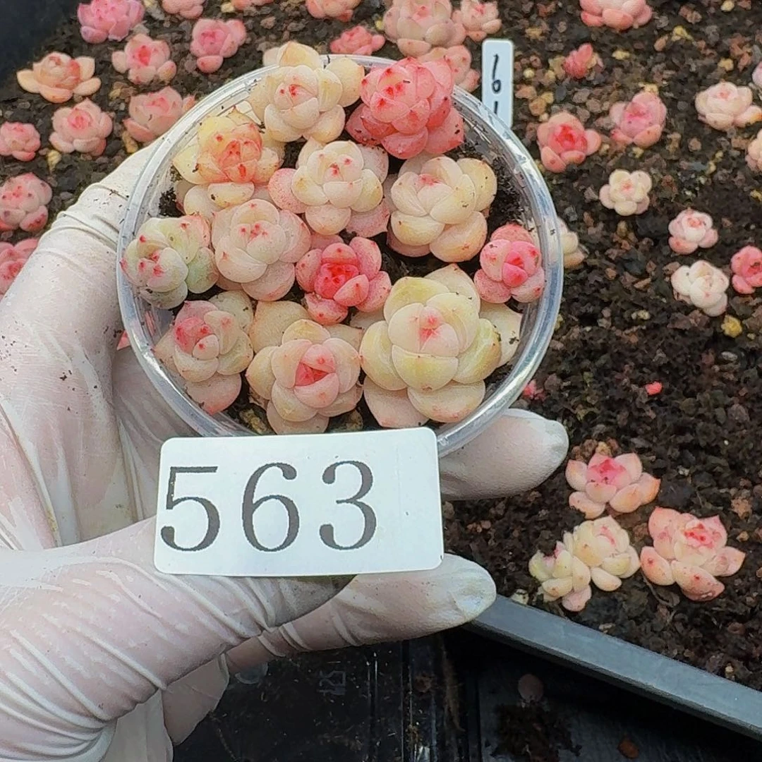 多肉植物多肉植物563