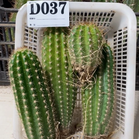 种子苗毛花柱d 037