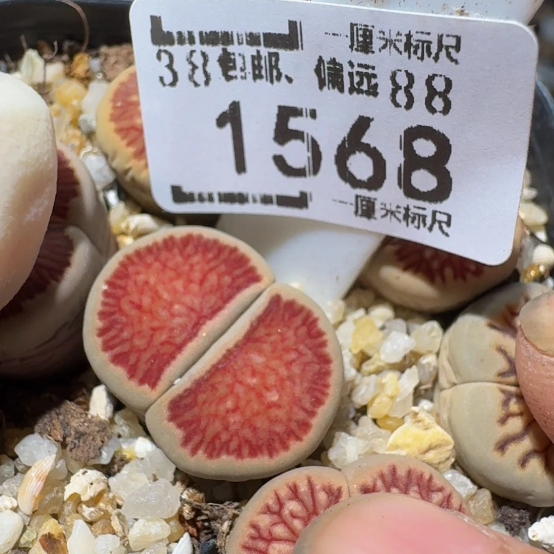 zzzz生石花肉锥1568
