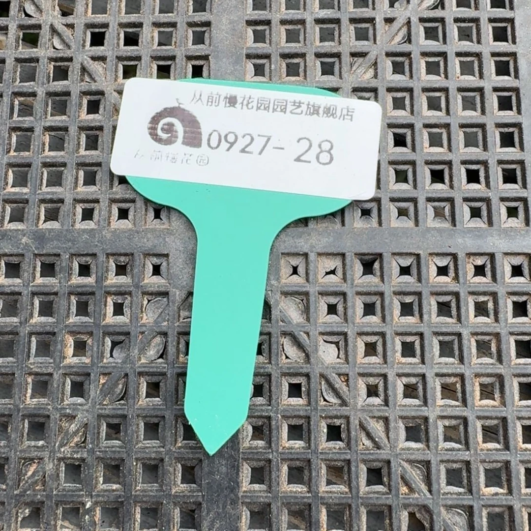 从前慢多肉精选编号0927.28