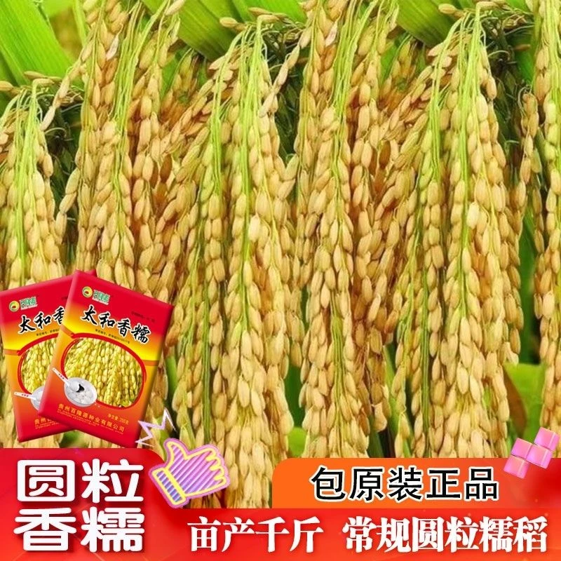 太和香糯常规糯谷种中熟抗寒高产圆粒常规水稻谷种子优质 珍珠米