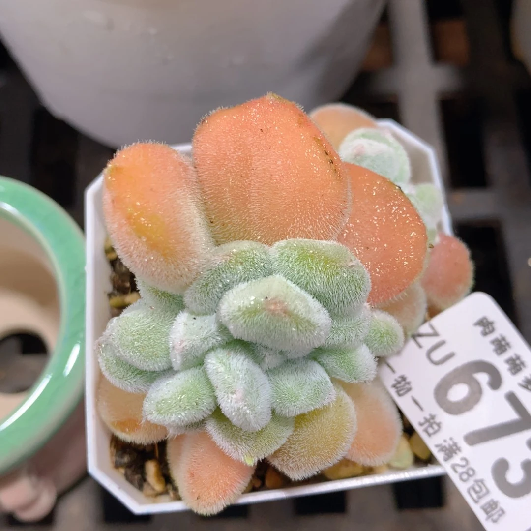 5CM拇指盆精控多肉ZU673