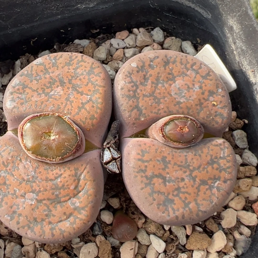 201多肉植物百科植物