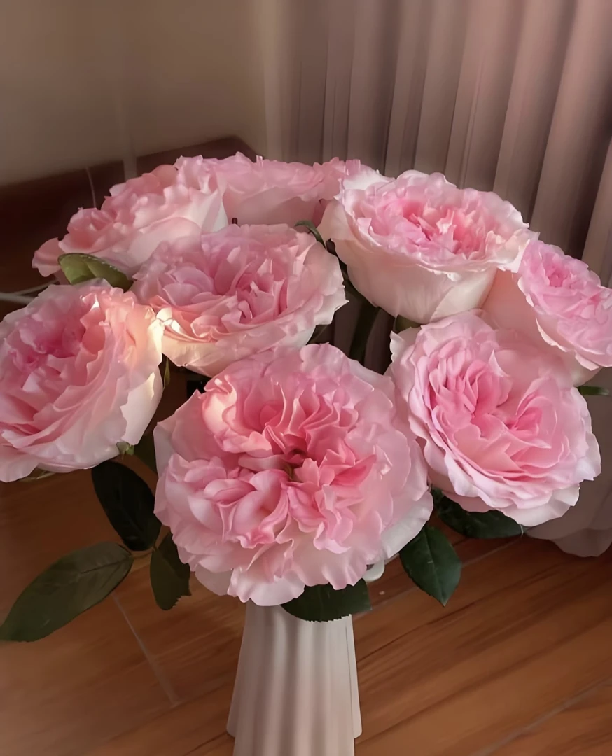 【洛神】玫瑰 一单也包邮  两单加品牌营养液5包  云南基地直发鲜花