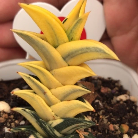 糊斑锦龙城锦硬叶锦