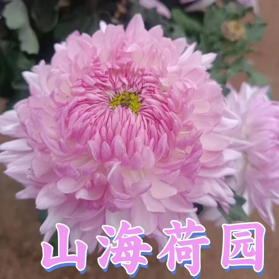 山海荷园九月菊盆栽大花室内外阳台可种植