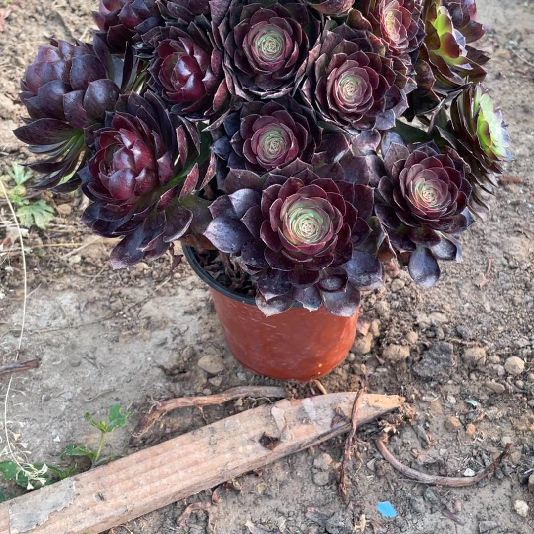 一*1000000000000000001