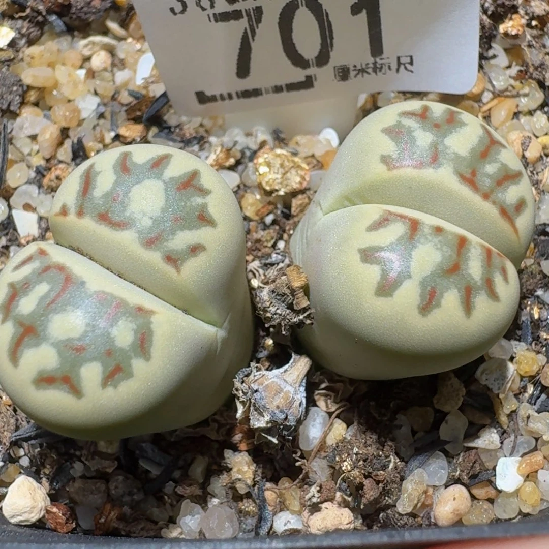 Ssss精品生石花701