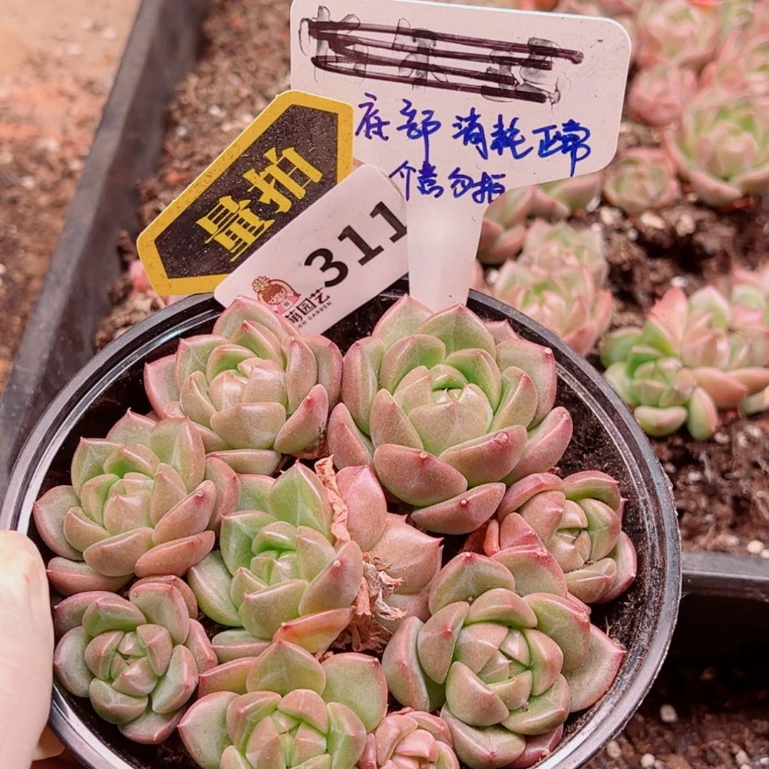 多肉植物多肉植物