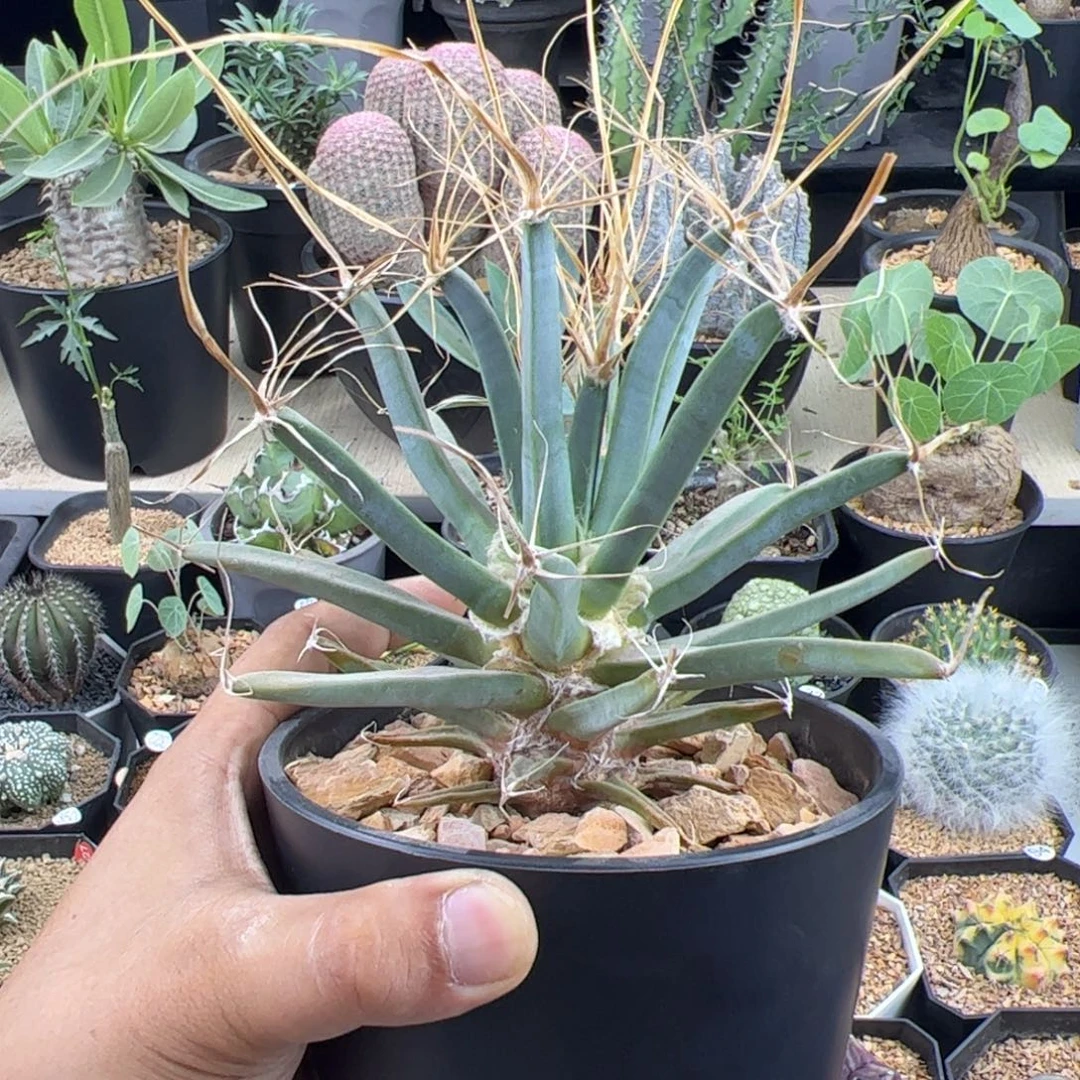 大光山实生一物一拍默认脱土发