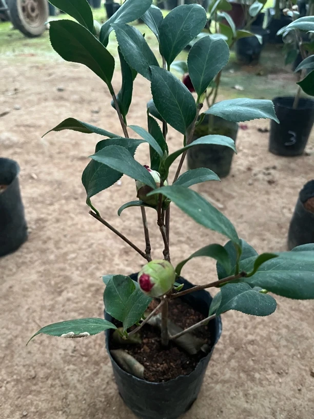黑珍珠 茶花稀有名品种