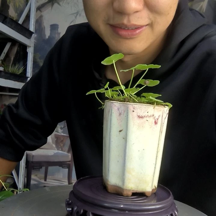 ?*势中青园艺一物一拍260