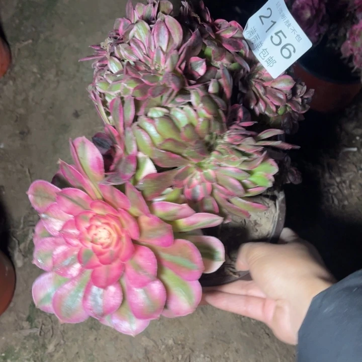 2156荔枝缀的人多肉的