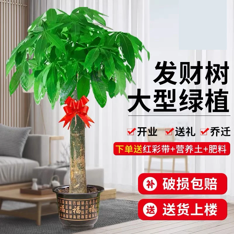 【送货上门】1.5-1.6米发财树客厅绿植盆栽大棵型植物