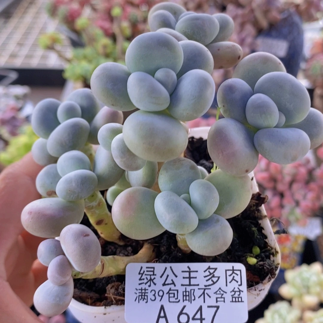 水光针奶酪9cm647多肉植物