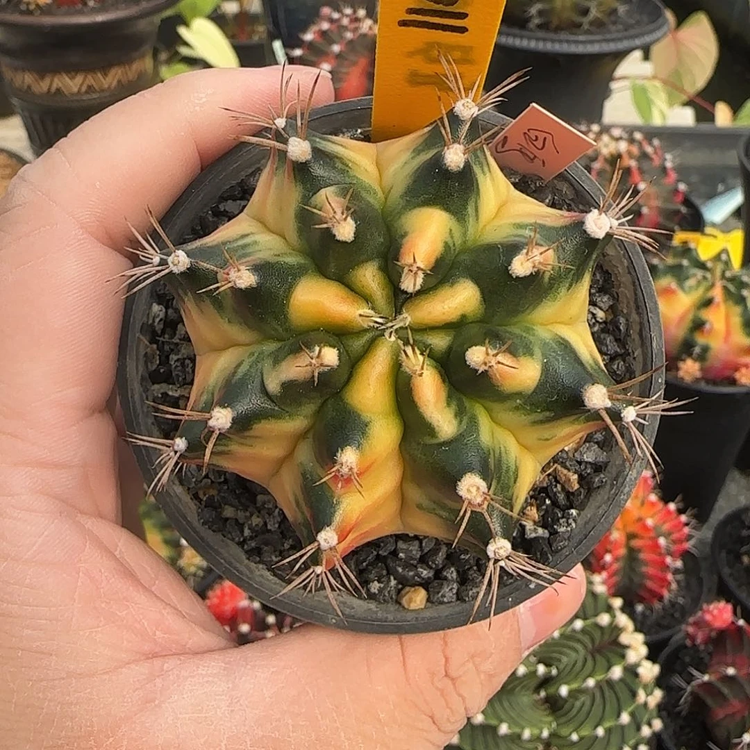 N35-0104泰国米哈白马