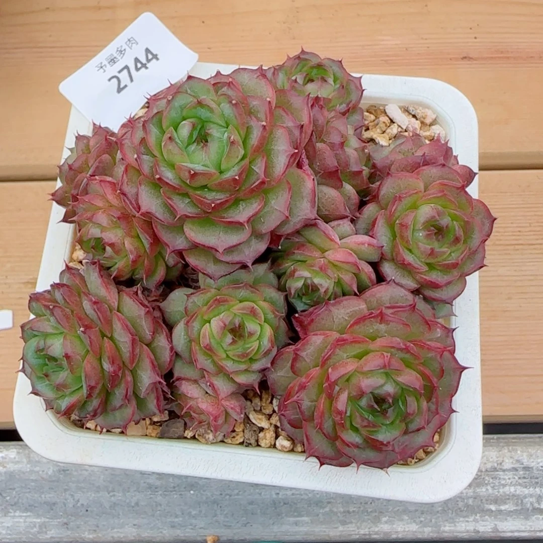 麦秆群，2744带盆发不包整