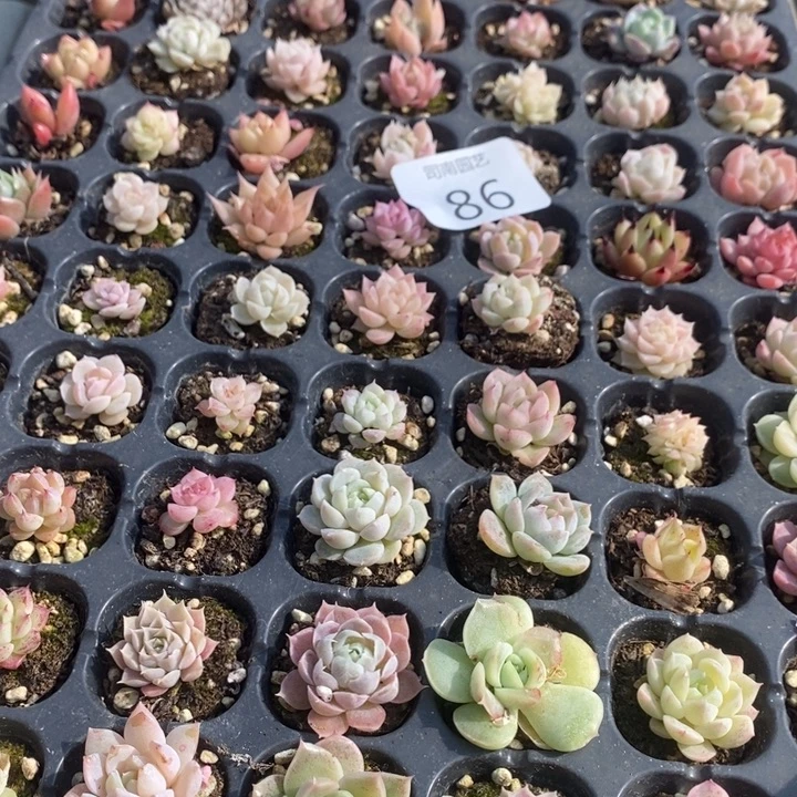 86 多肉植物盆栽花卉