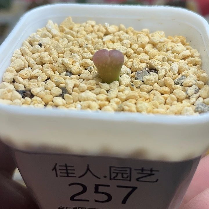 家人园艺多肉生石花c10 257