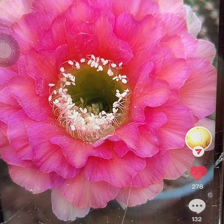 秀蒲嫁接4.5公分带2.5公分仔