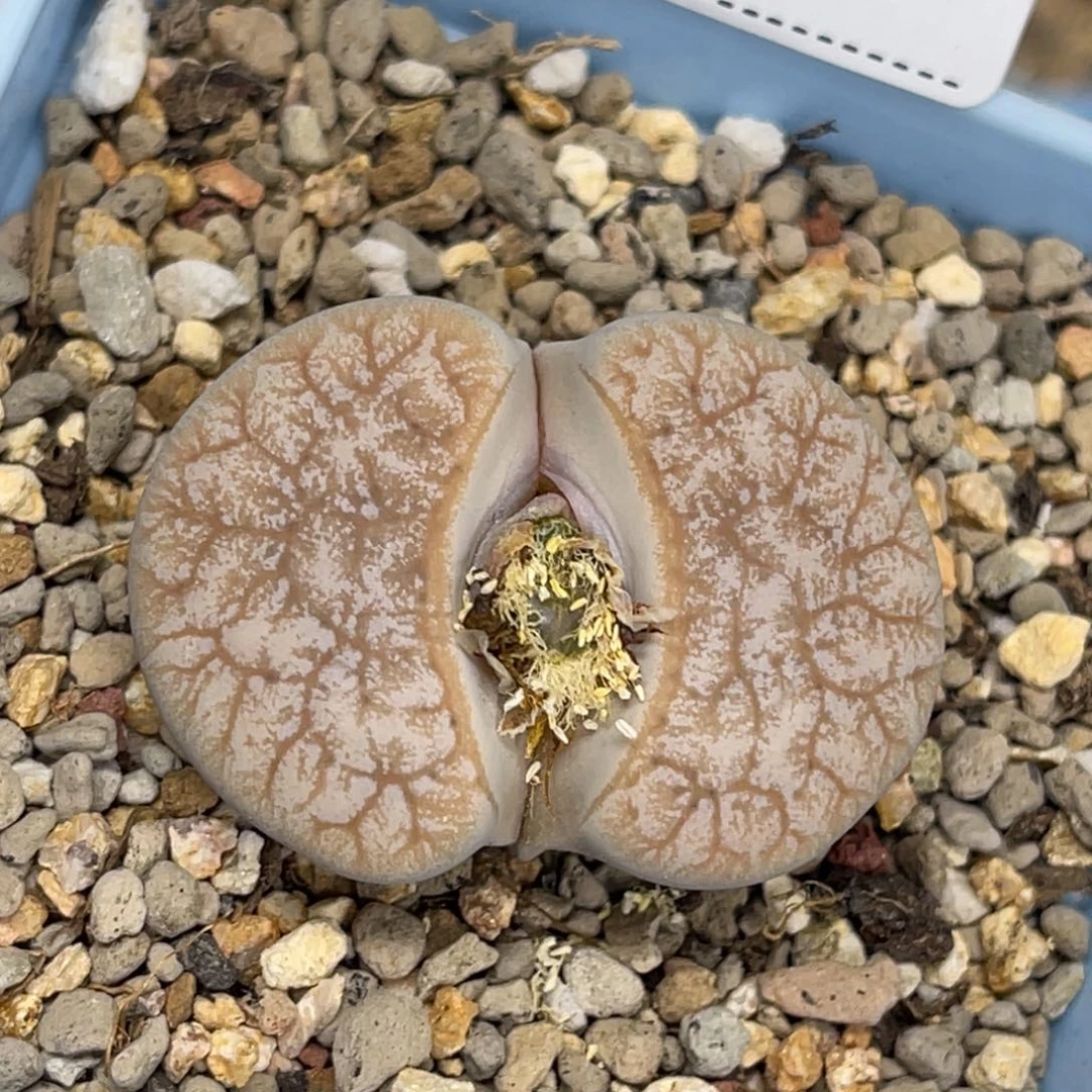 0292拿铁睫毛荒玉尺寸3.7