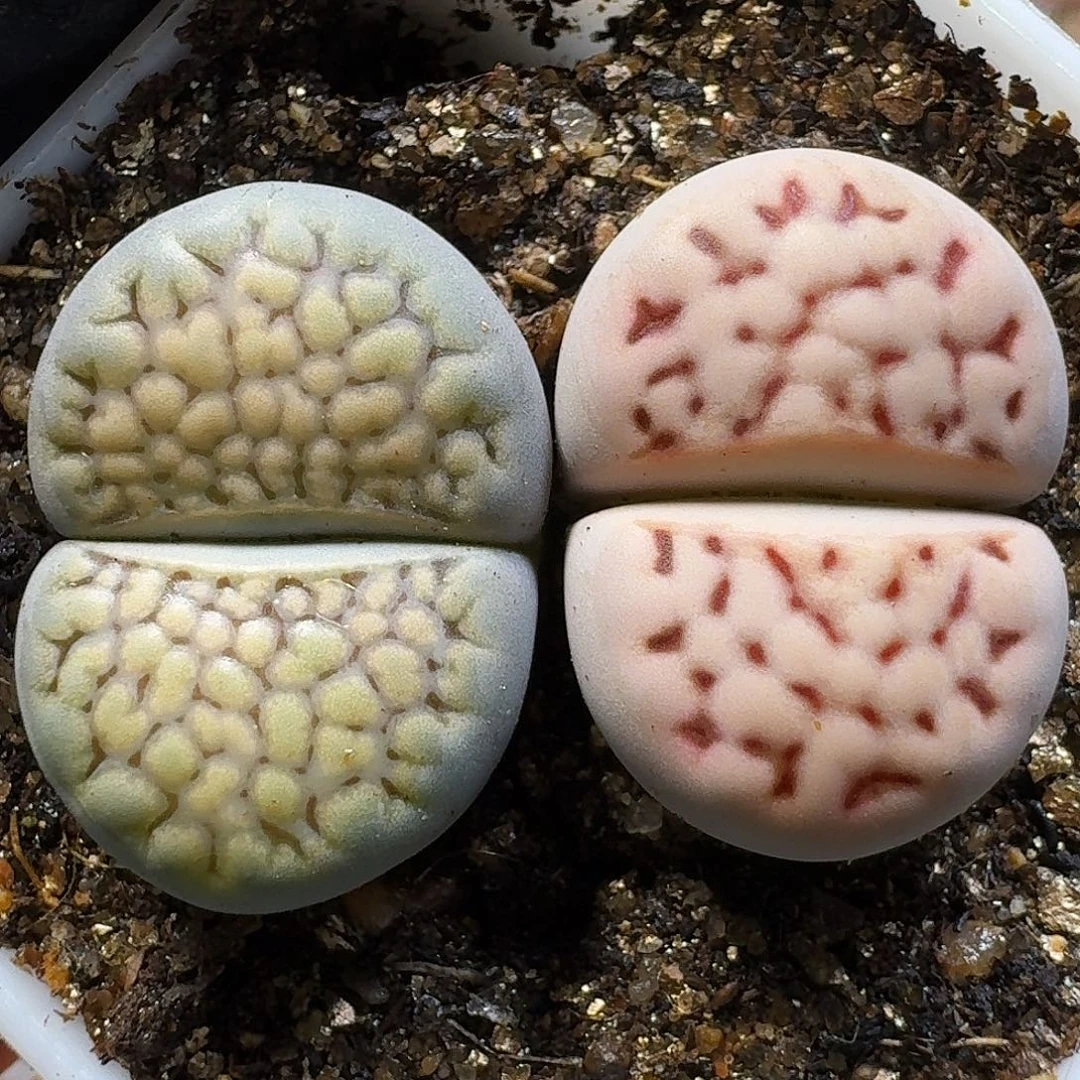 生石花1111111。  193