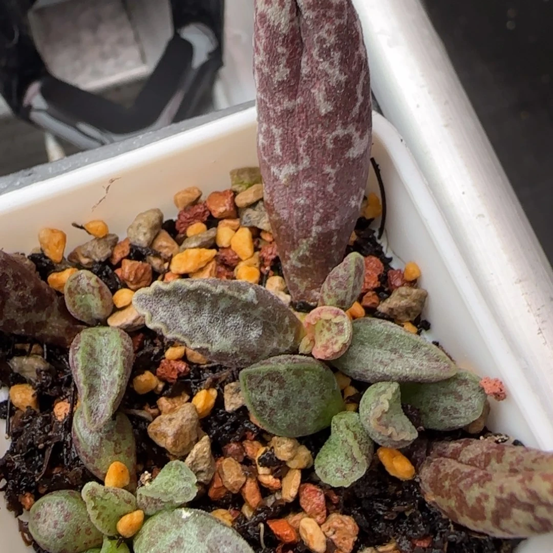 雍***清皱边花衣水泡多肉