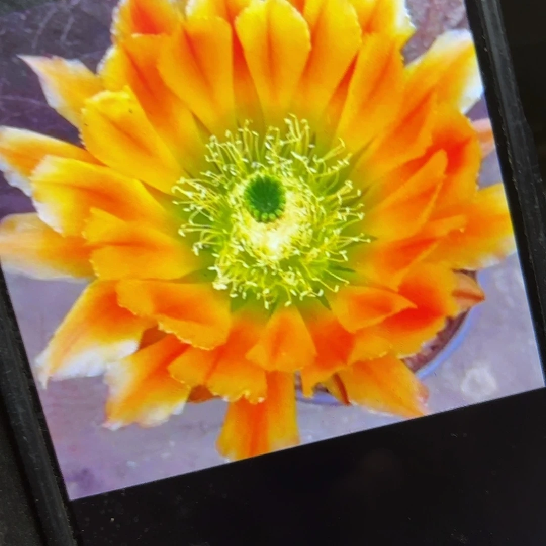 皇冠虾侧牙20包邮23