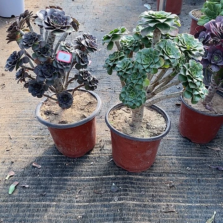 8，2颗多肉法师多肉法师