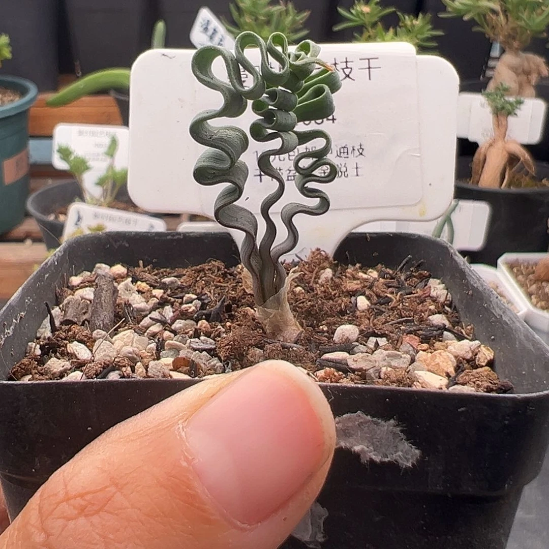 1084号海带弹12.31多肉