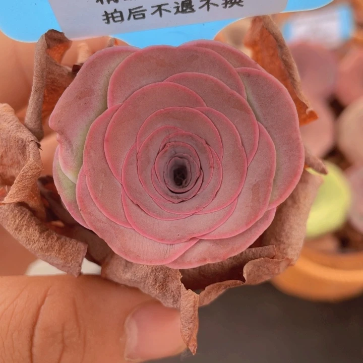 ✧***｡山地玫瑰314裸根发货不售后