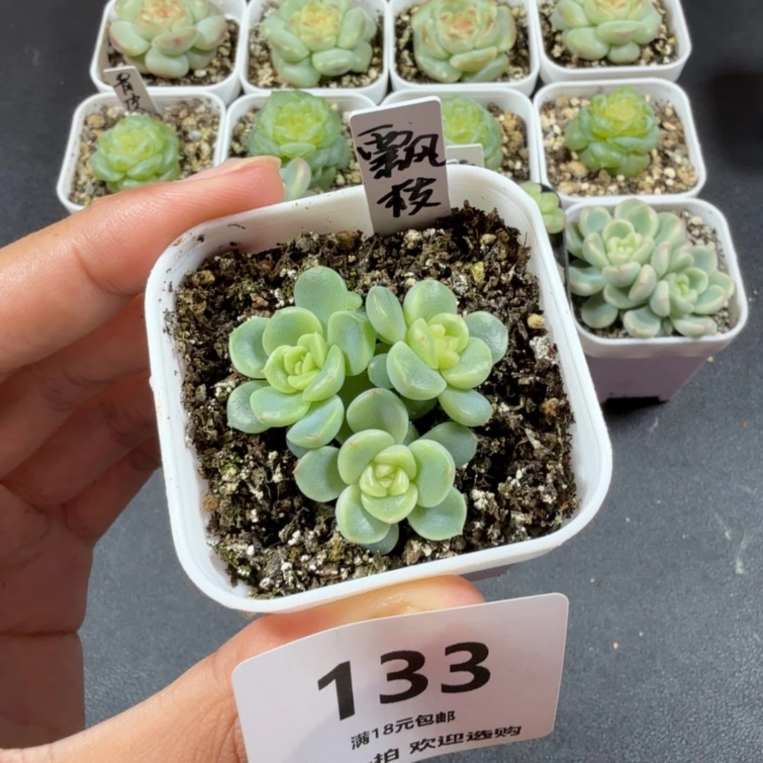 飘枝三头一物一拍133