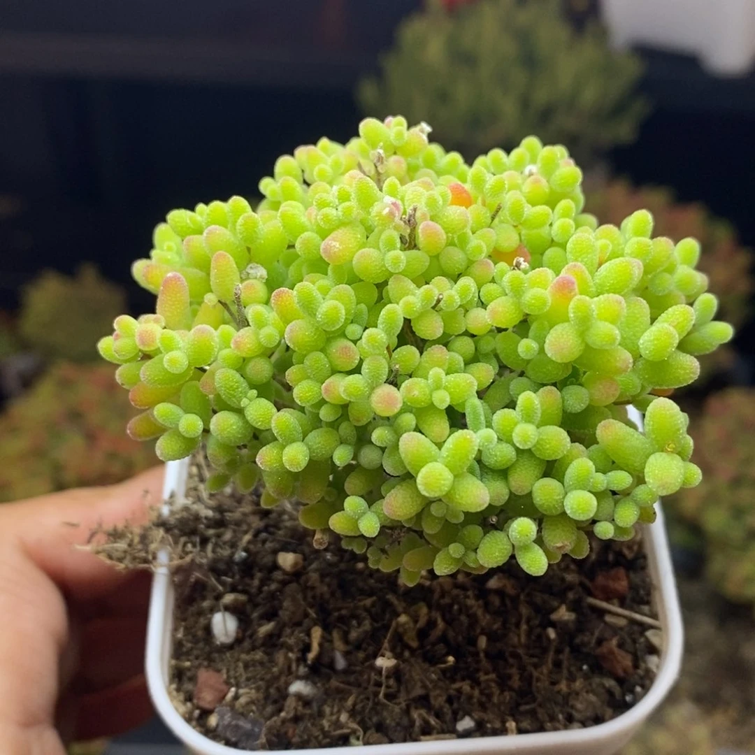 752号蜜橘糖球枝干多肉