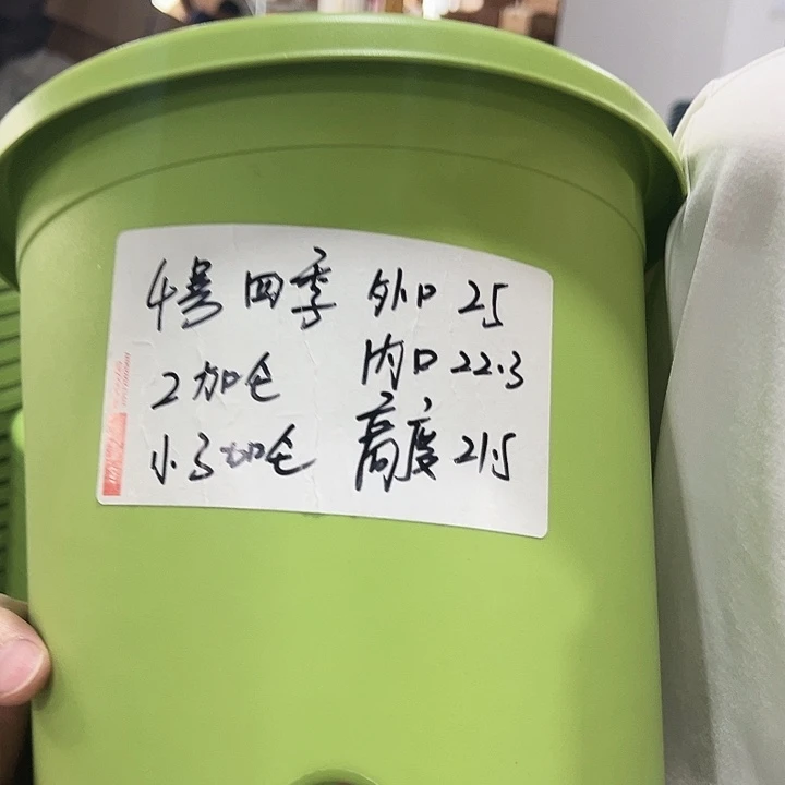 特价4号四季口25高21.5果绿无托8只