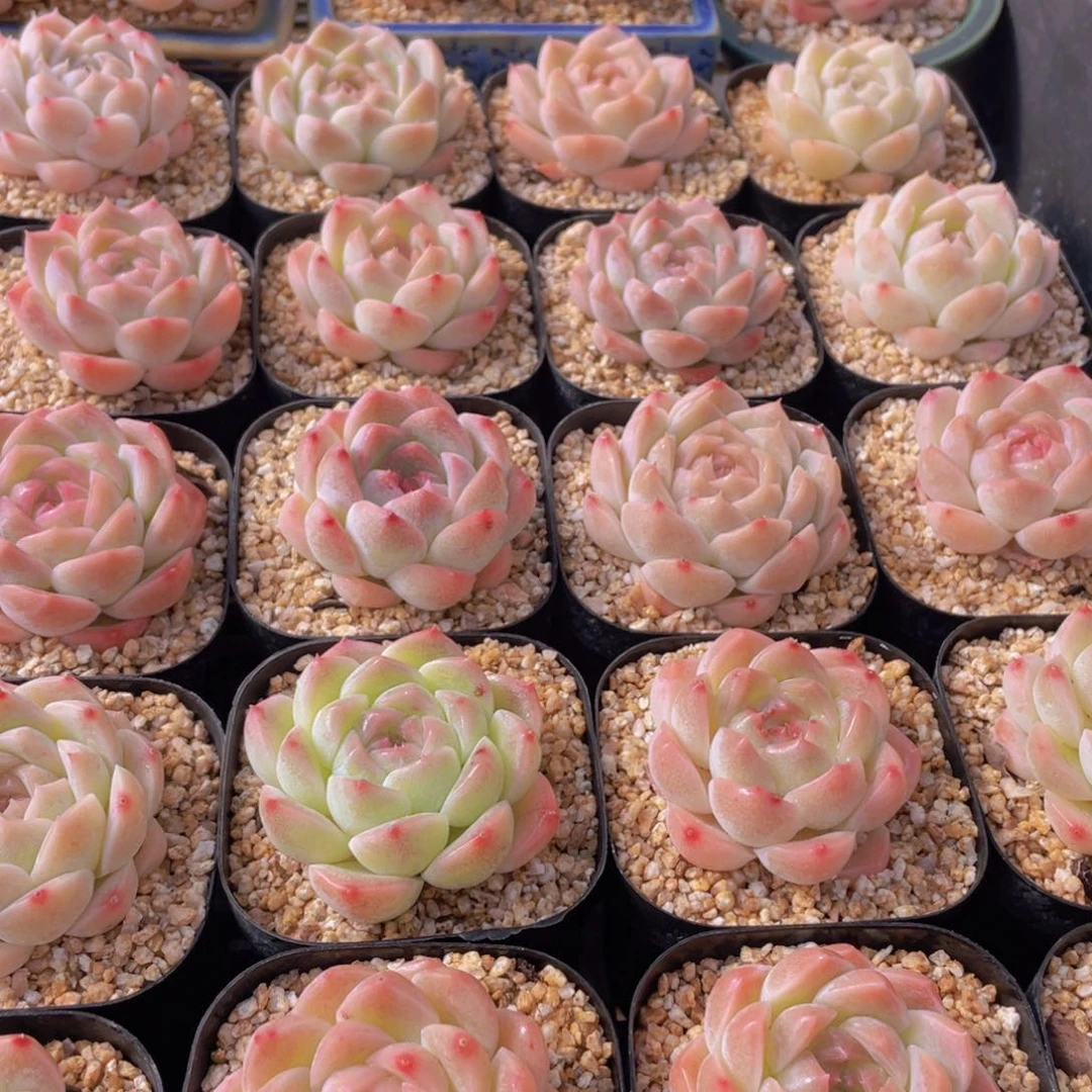 量拍104号 白桃汽水单头一个