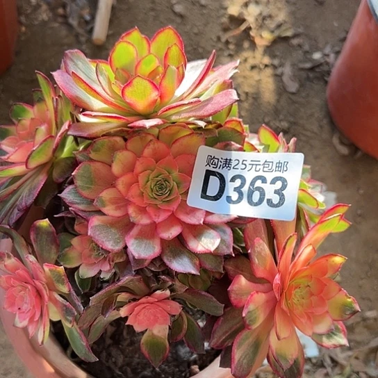 星*多肉植物一个