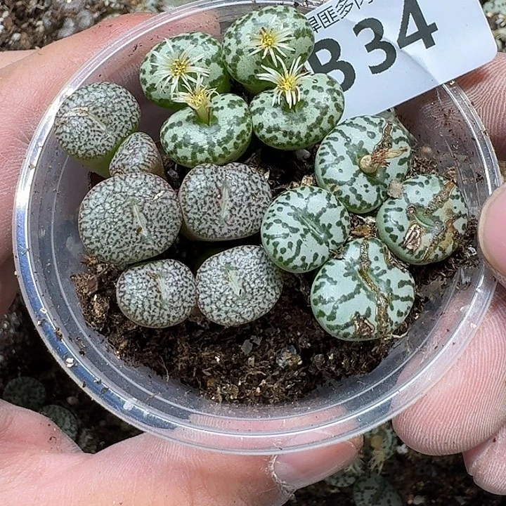 茉***y34 多肉植物多肉植物