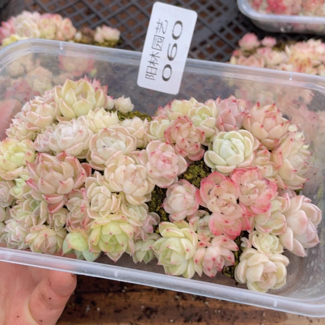 多肉植物多肉植物60