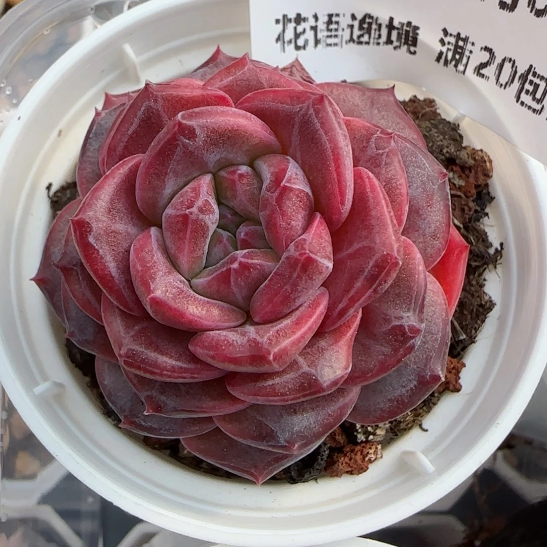 花语逸境0209-703