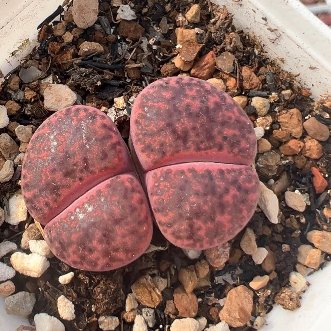 玟*66多肉植物百科知识