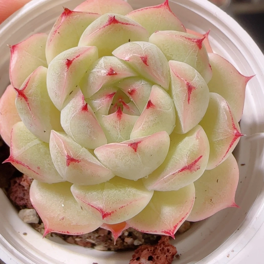 花语多肉1202-321